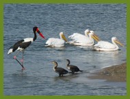 Birds in the Kazinga Channel in Queen Elizabeth National Park