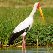 birdwatching safaris Uganda