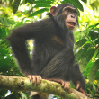primates, chimpanzee trekking