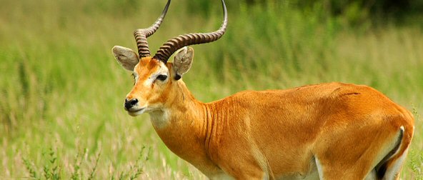 Safari to Queen Elizabeth Uganda