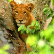 tree climbing lions Ishasha