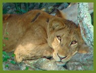 Tree climbing lion in Ishasha, Queen Elizabeth National Park