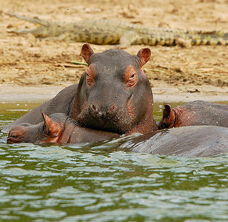 attractions safaris