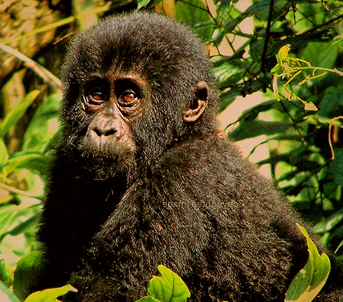 gorilla trekking safari uganda