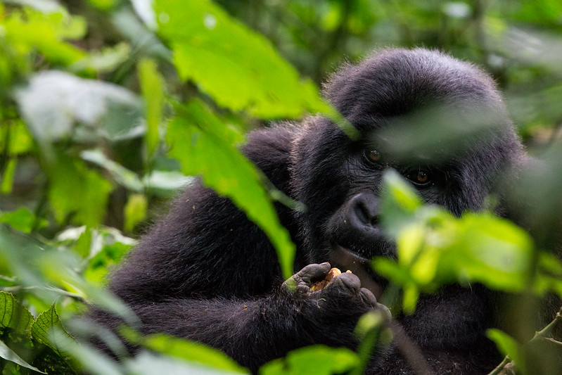 3 Days Uganda Gorilla Trekking