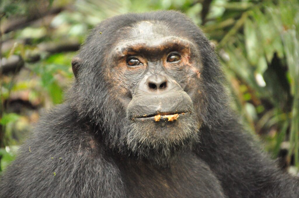 3 Days Chimpanzee Trekking Tour in Kibale Forest
