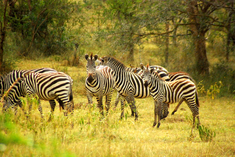 3 Days Lake Mburo Safari Uganda
