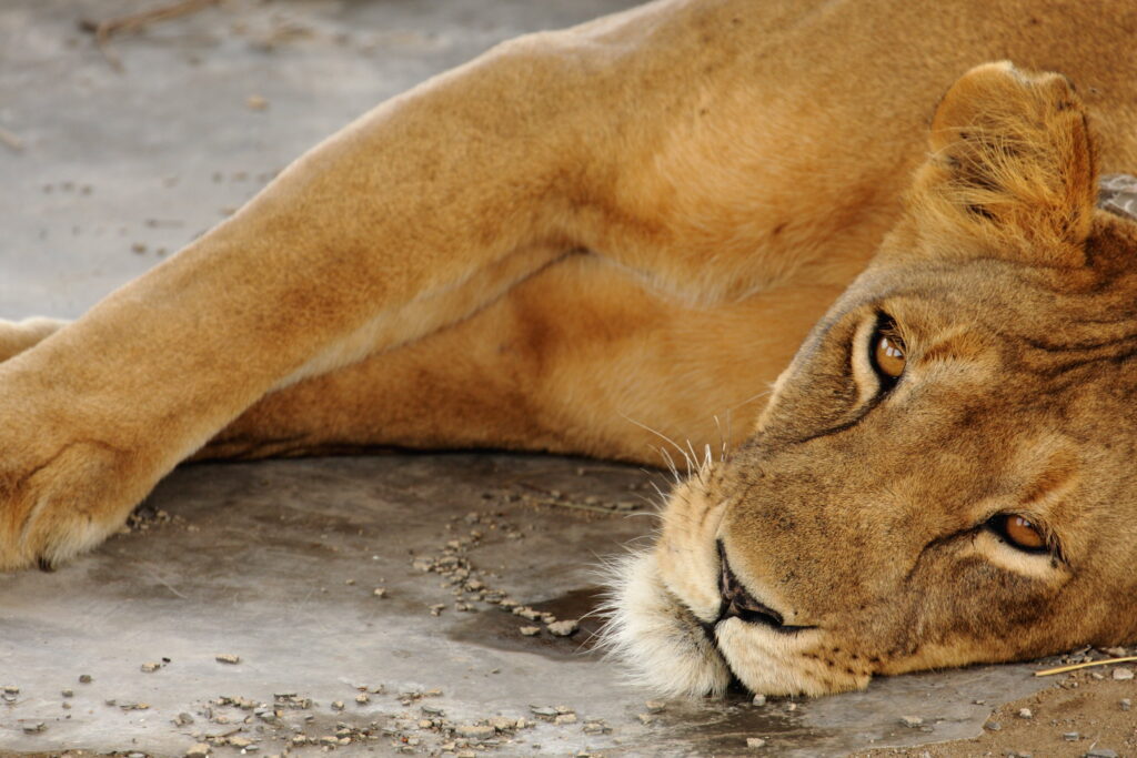 3 Days Queen Elizabeth Uganda Safari
