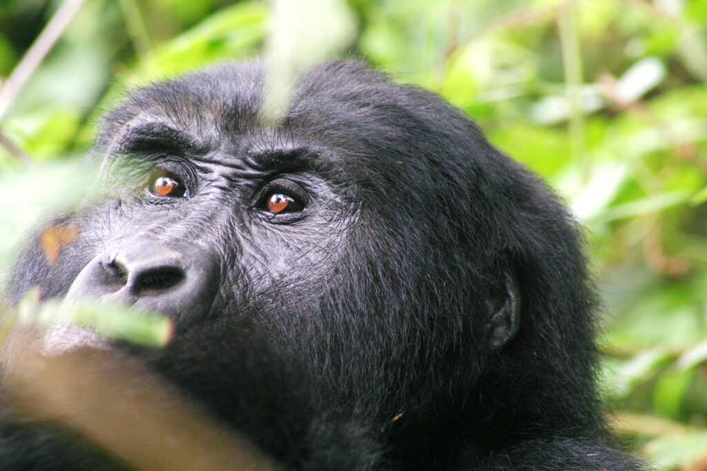 3 Days Gorilla Trekking and Lake Bunyonyi Tour