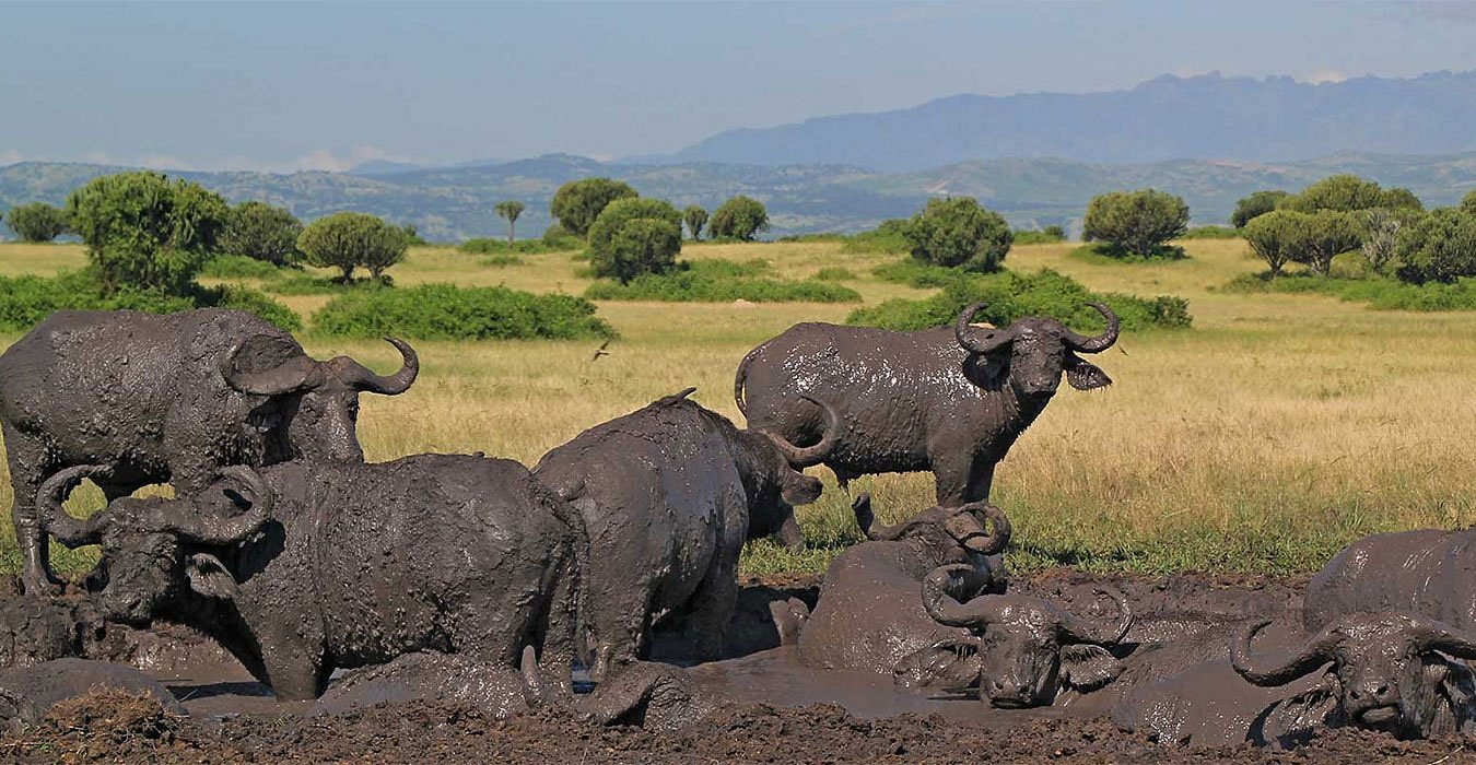 Cape buffaloes wallowing in Queen Elizabeth National Park Uganda