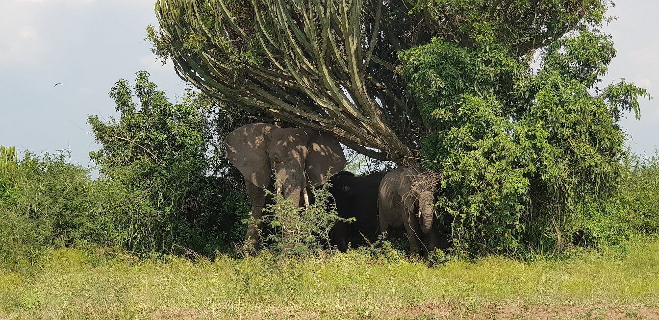 Elephants sheltering under a tree in Queen Elizabeth National Park