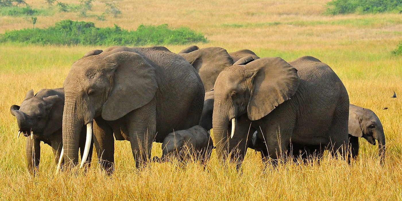 Elephant herd on the golden savannas of Queen Elizabeth National Park Uganda