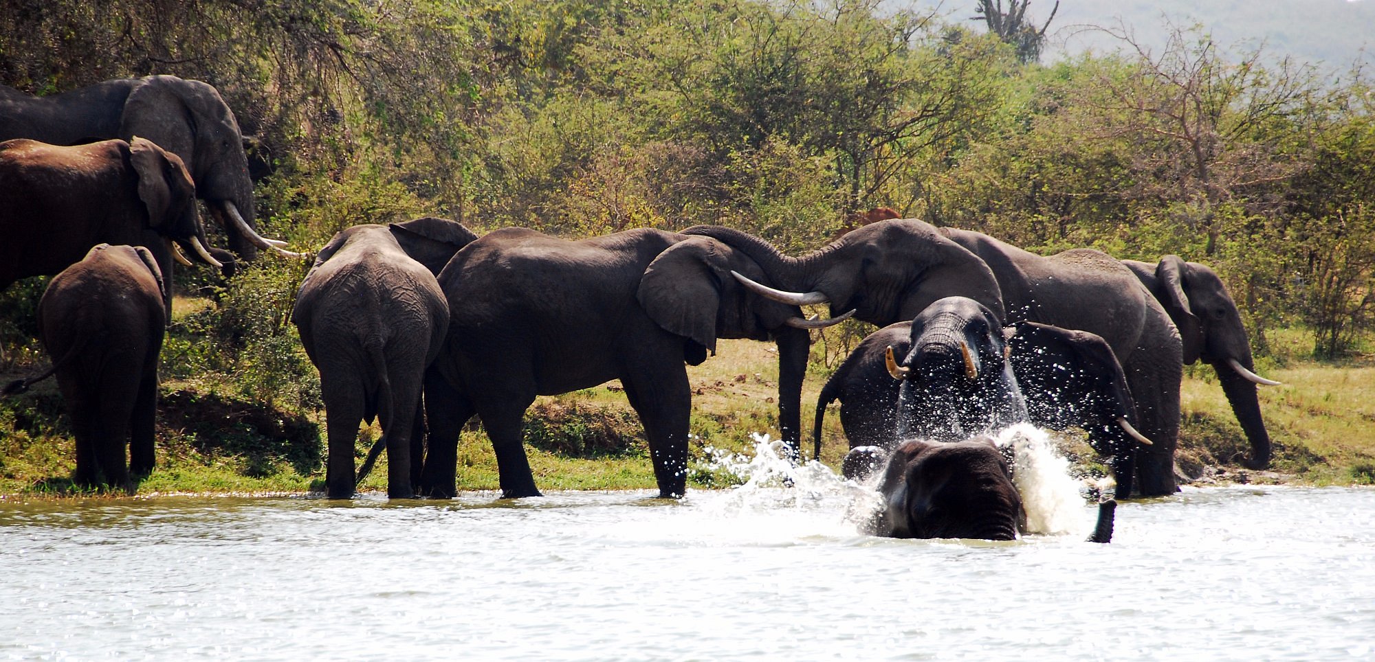 Elephants bathing in the Kazinga Channel, Queen Elizabeth National Park Uganda