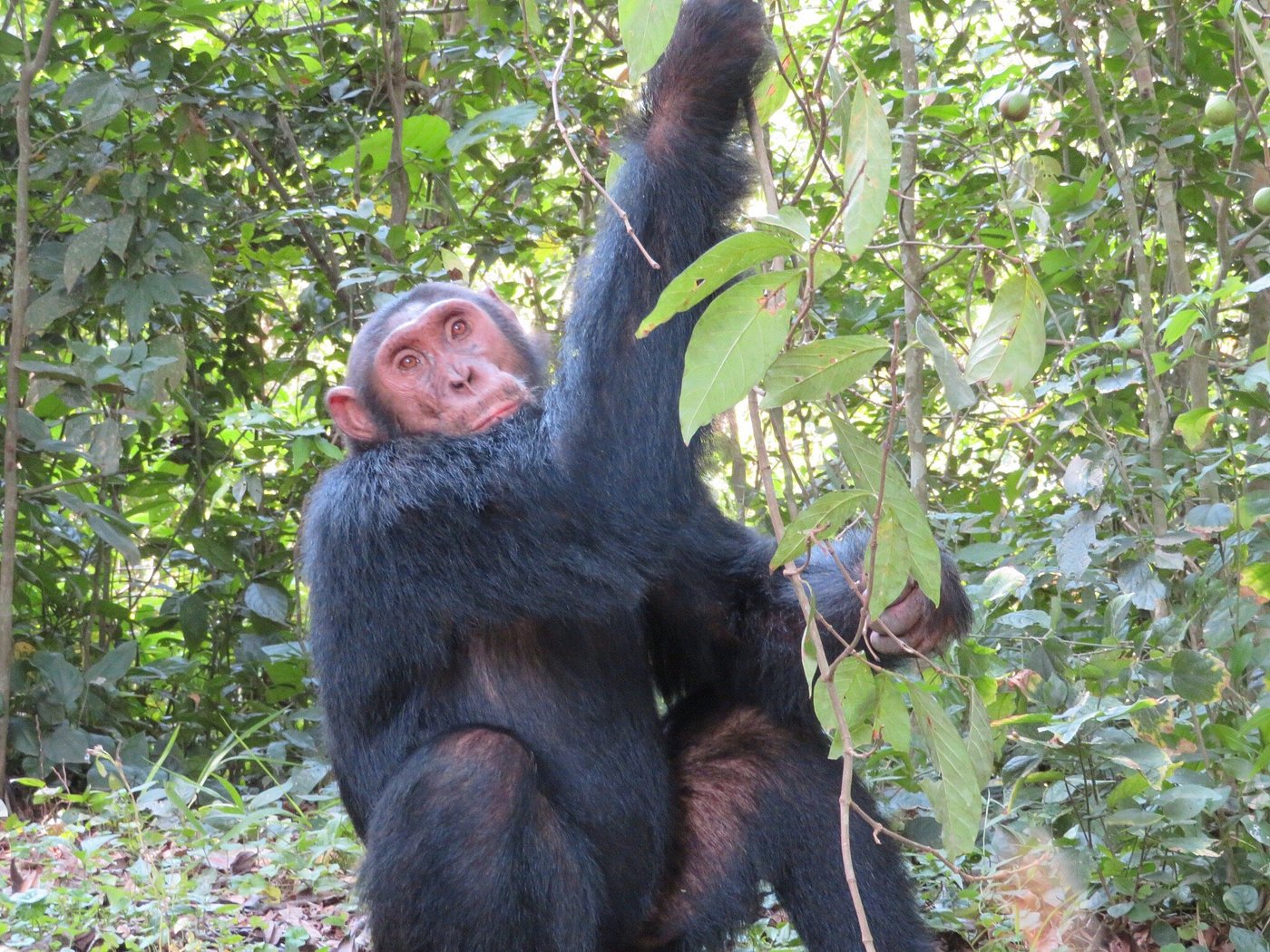 Chimpanzee in Kyambura Gorge, Queen Elizabeth National Park Uganda