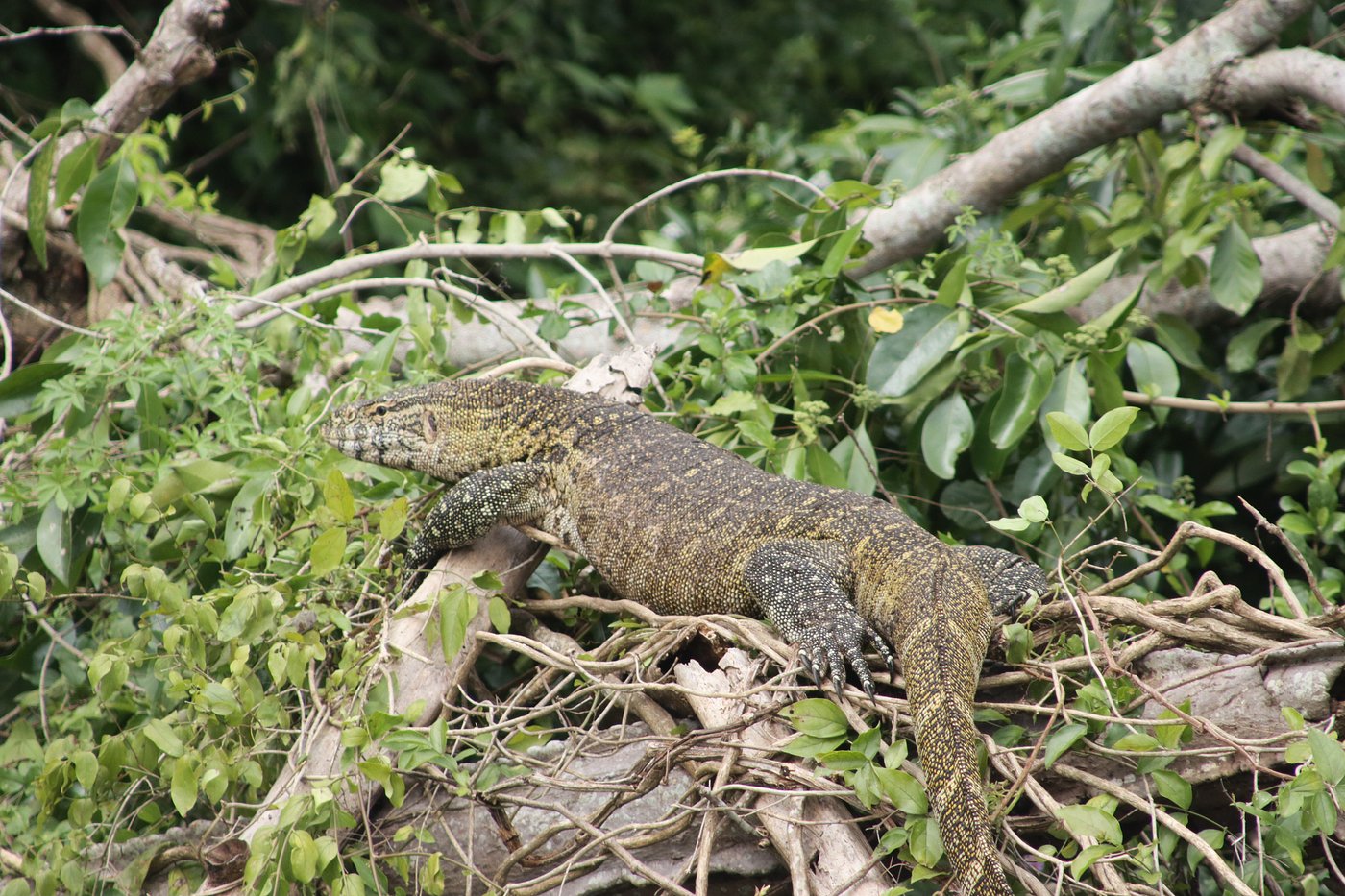 Monitor lizard basking in Queen Elizabeth National Park Uganda