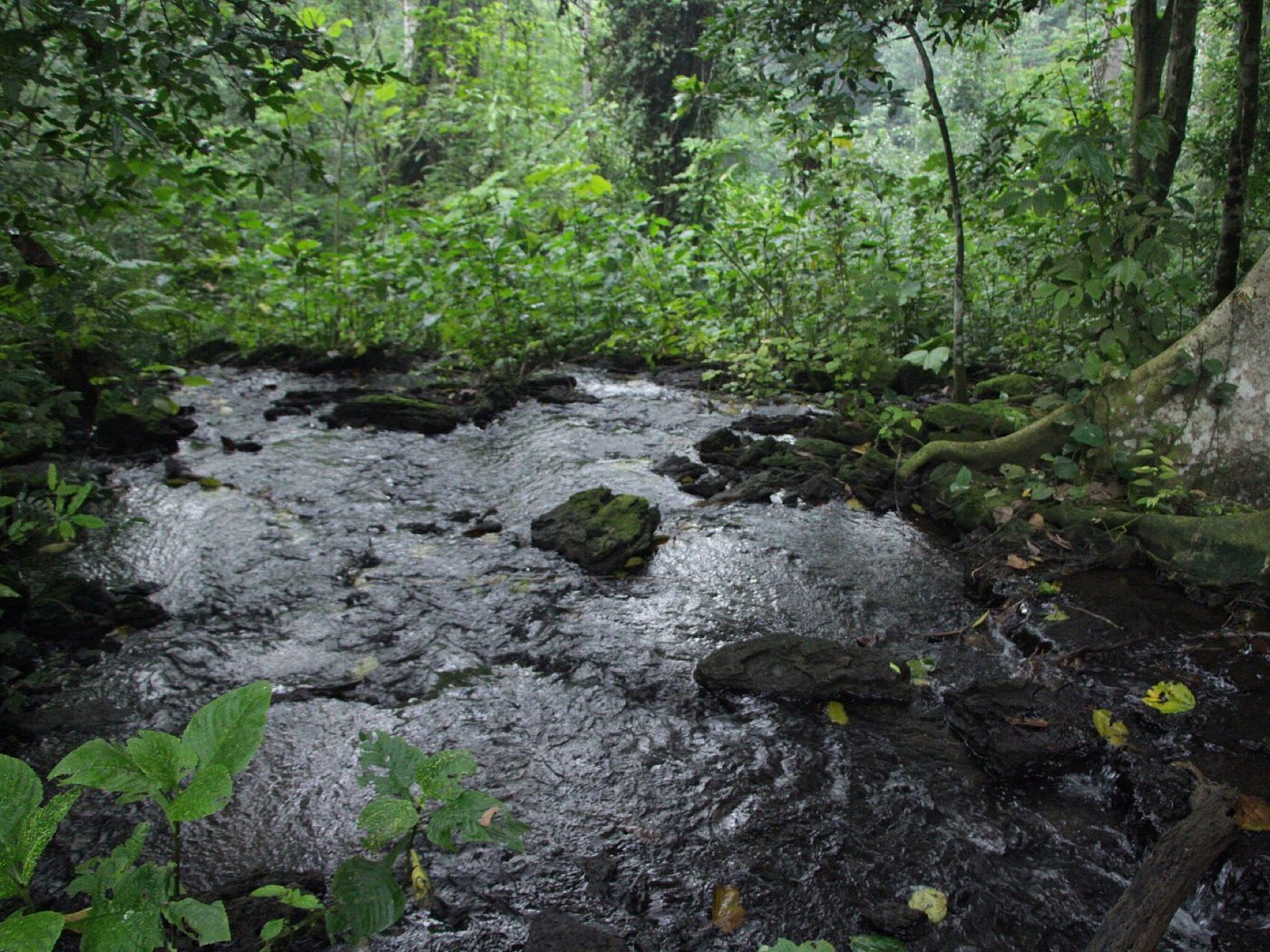 Stream flowing through Maramagambo Forest in Queen Elizabeth National Park