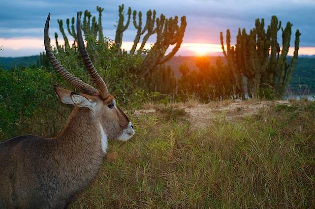 Plan Your Uganda Safari