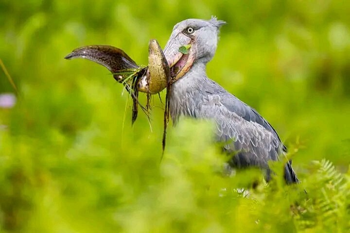 Can You Do Birding in Uganda?
